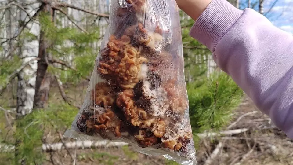 Нижегородцы собирают грибы пакетами
